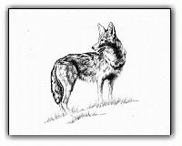 Coyote <br>Original Ink Illustration
