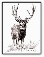 Mule Deer <br> Pen and Ink Illustration
