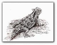 Desert Horned Toad<br>Pen and Ink Illustration