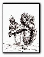 Ebert's Squirrel<br>Pen and Ink Drawing